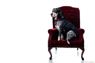 Illustration for article titled Shooting Challenge Pets Gallery 7
